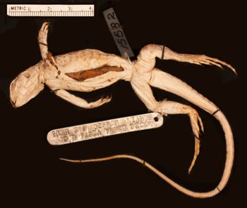 Media type: image;   Herpetology R-15582
